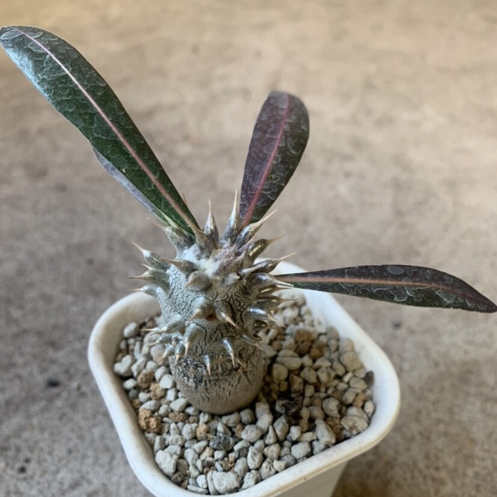 5-7cm Pachypodium Densiflorum