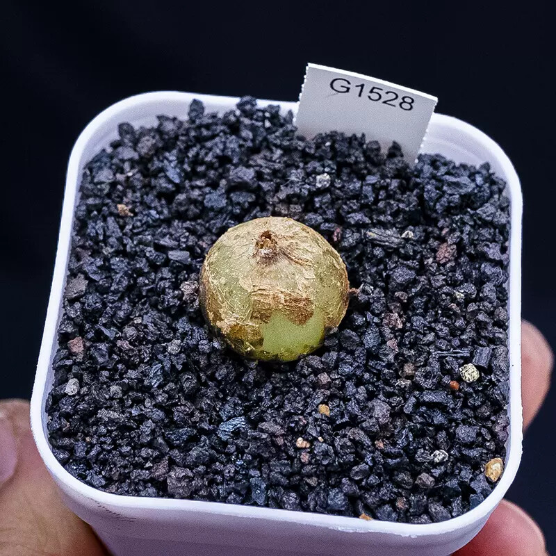 2cm Bowiea Volubilis