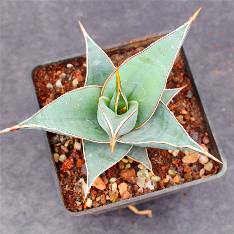 7-9CM Sansevieria Pinguicula