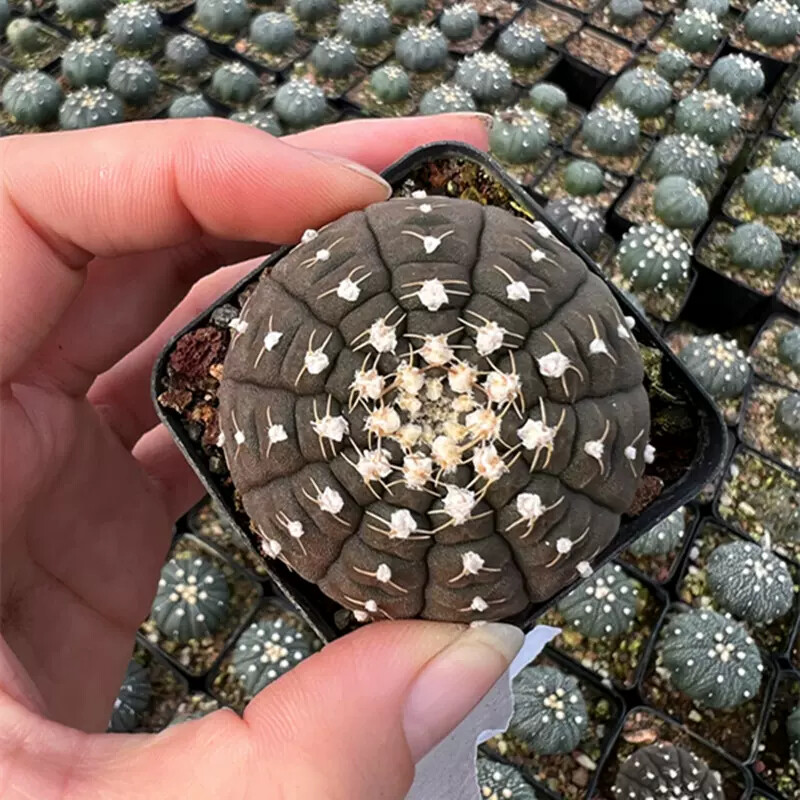 3-4cm 1PCS Gymnocalycium Ragonesei