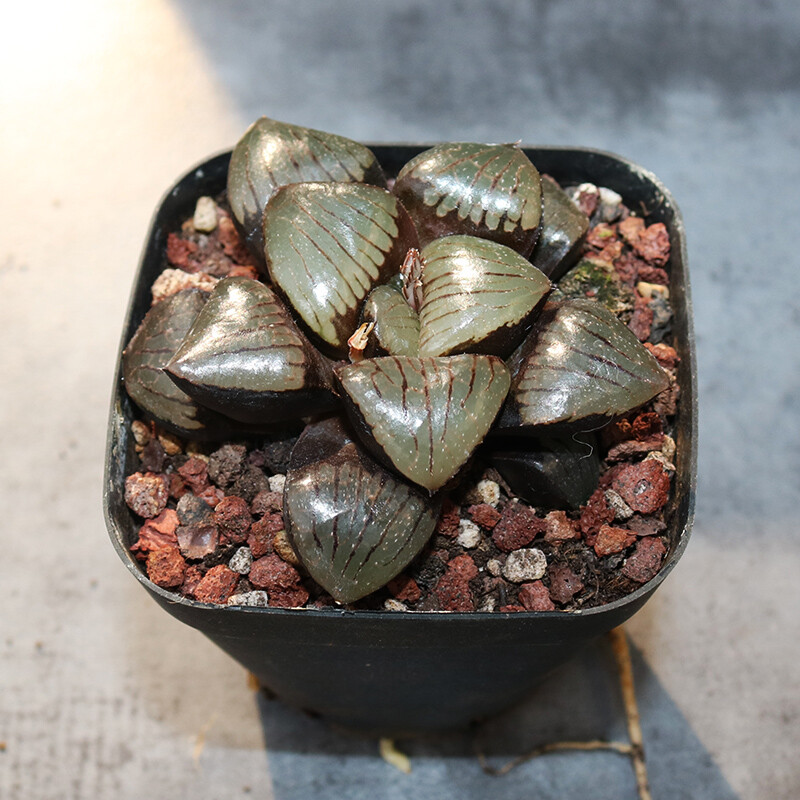 5cm Haworthia Cooperi Riyuetan Pool