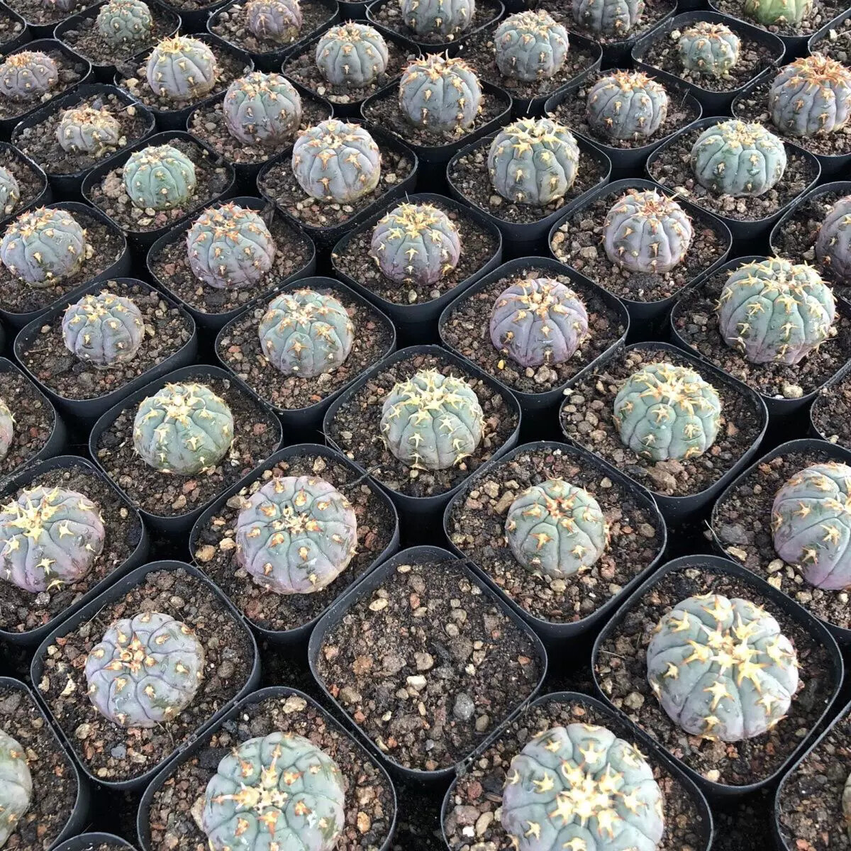 3-4cm Gymnocalycium Unguispinum