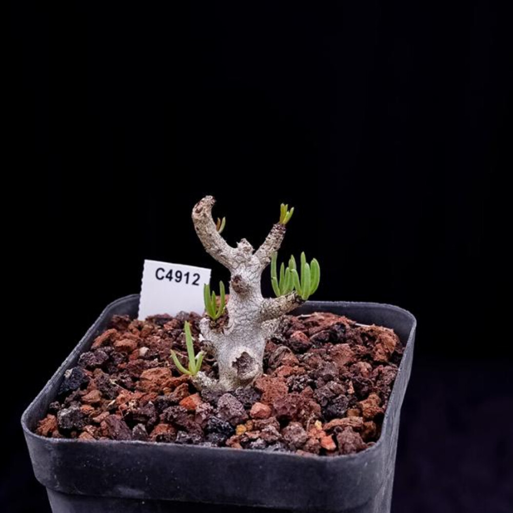 8CM 1PCS Sansevieria Pinguicula