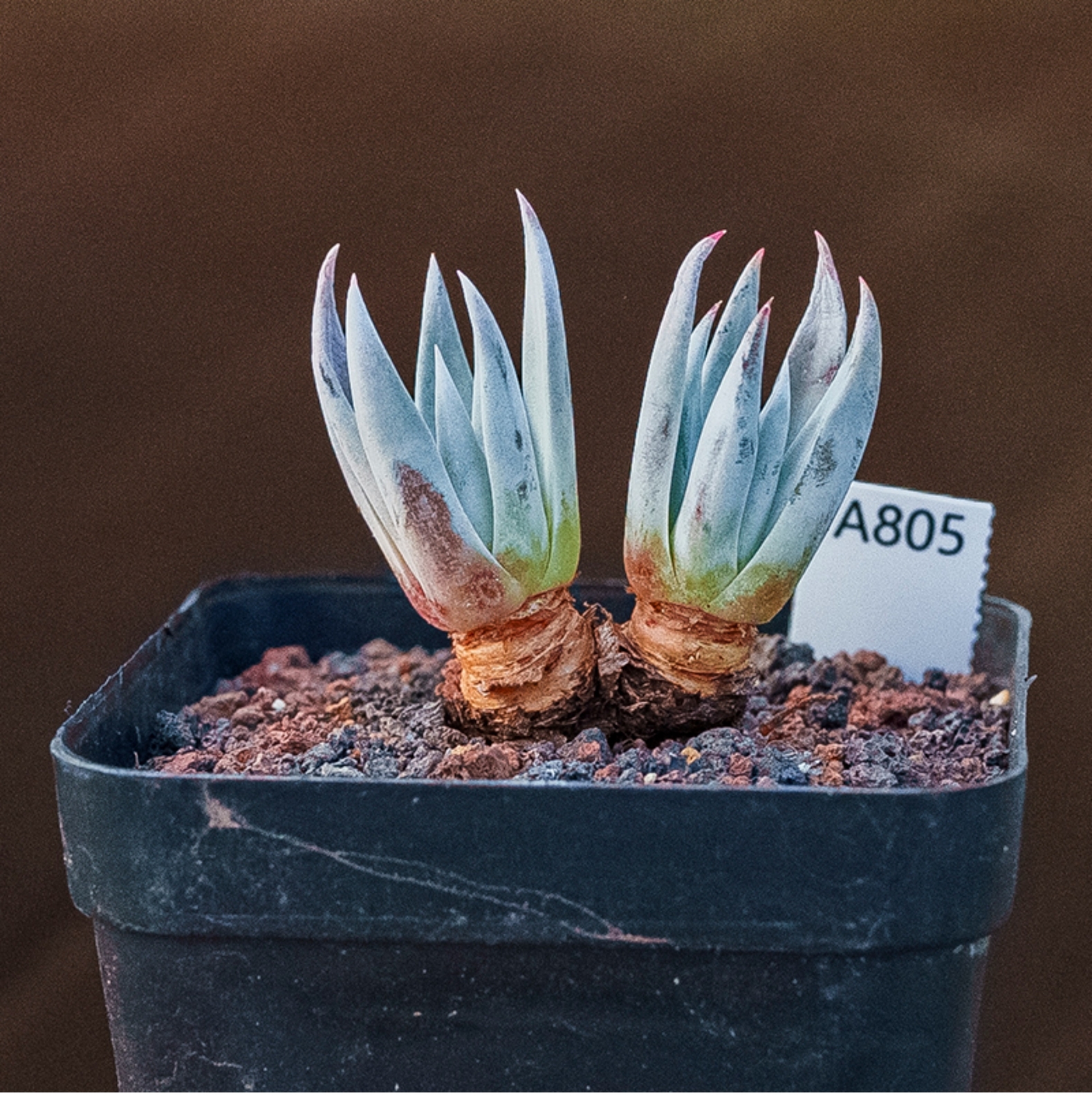 4-5cm Dudleya calcicola