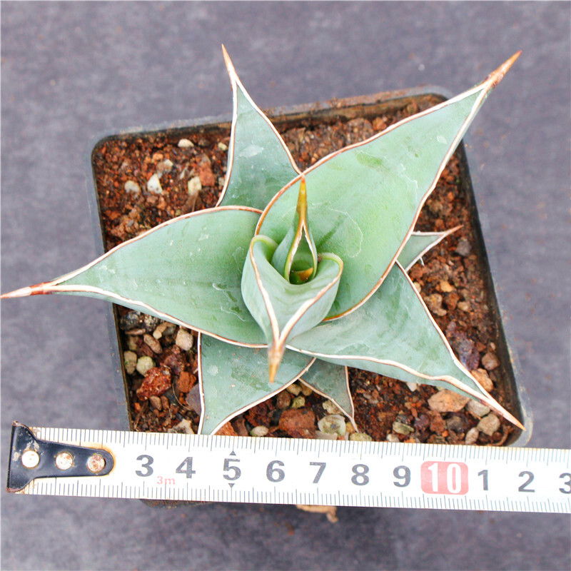 7-9CM Sansevieria Pinguicula