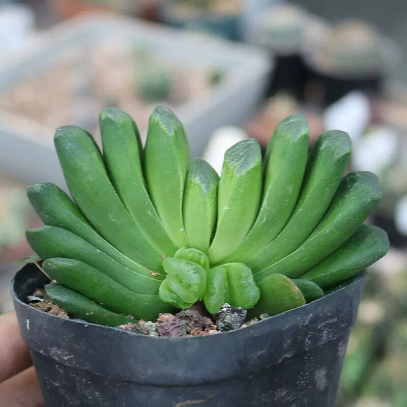 6CM Haworthia truncata Schönland