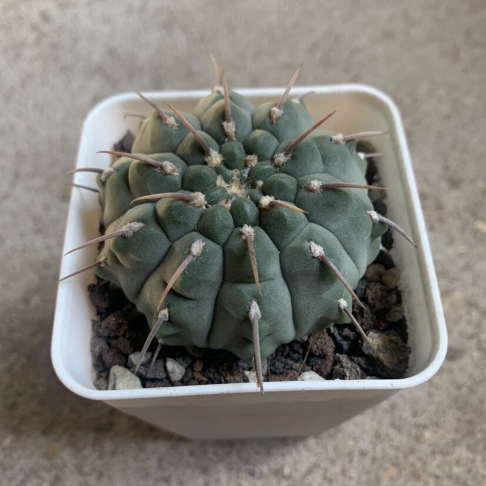 3-4cm Gymnocalycium Vatteri
