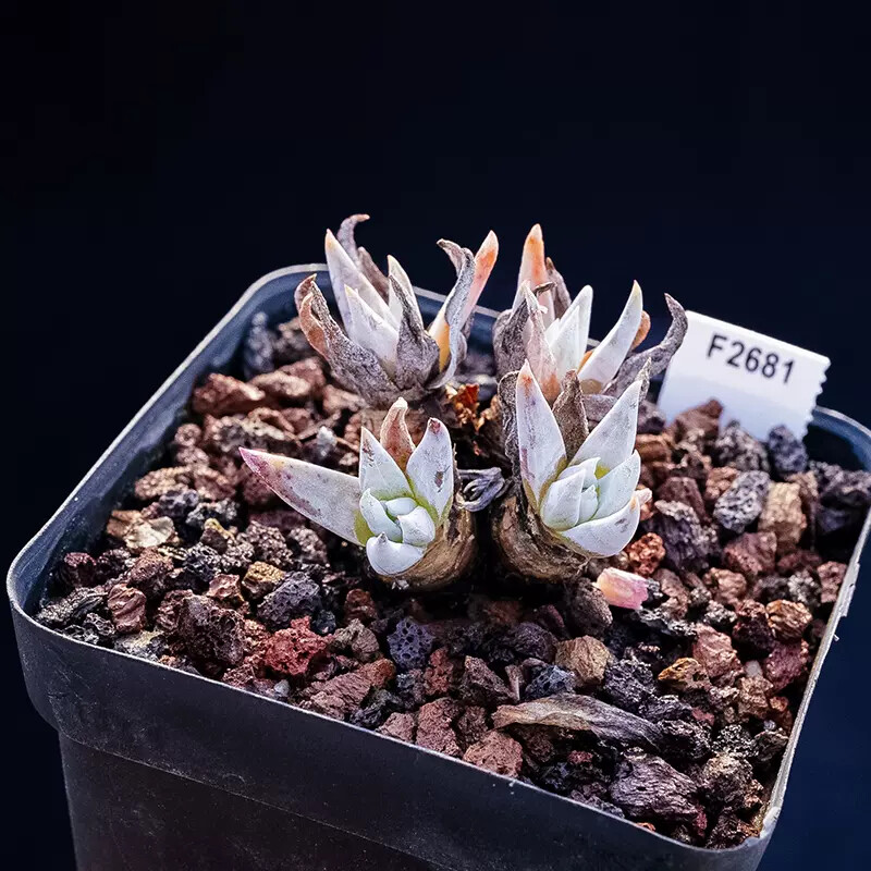 4-5cm Dudleya calcicola