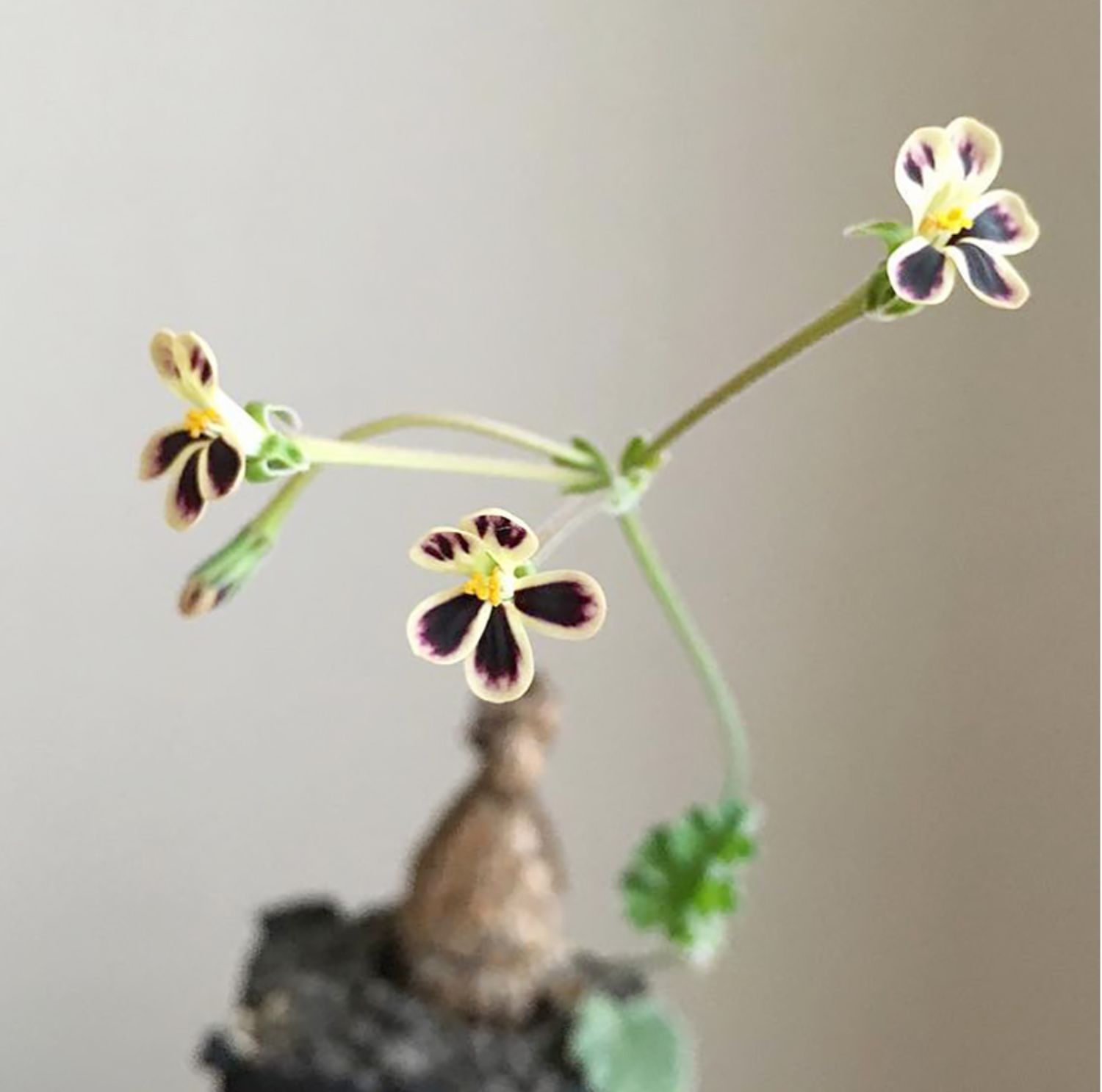 1-1.5CM Pelargonium Lobatum