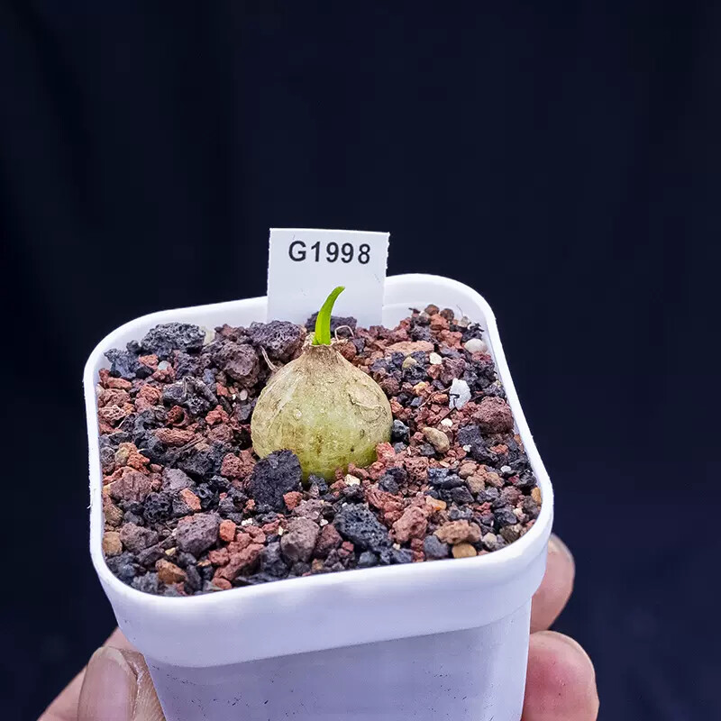 2cm Bowiea Volubilis