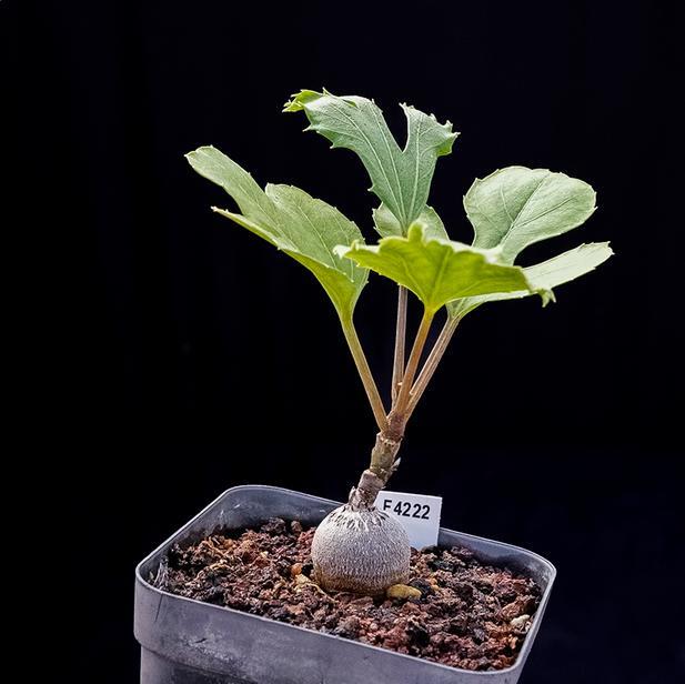 2-3CM Cussonia paniculata