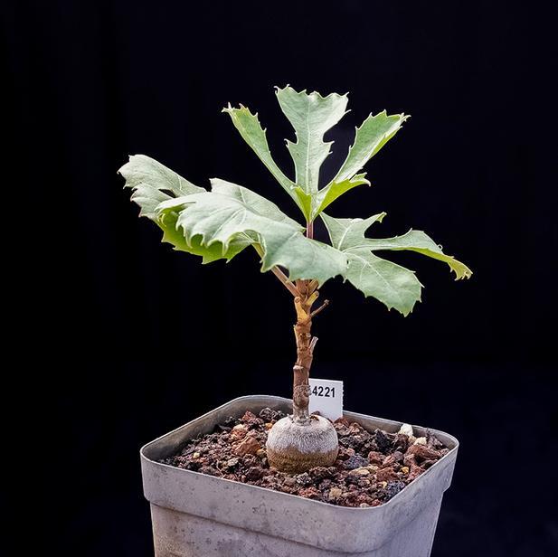 2-3CM Cussonia paniculata