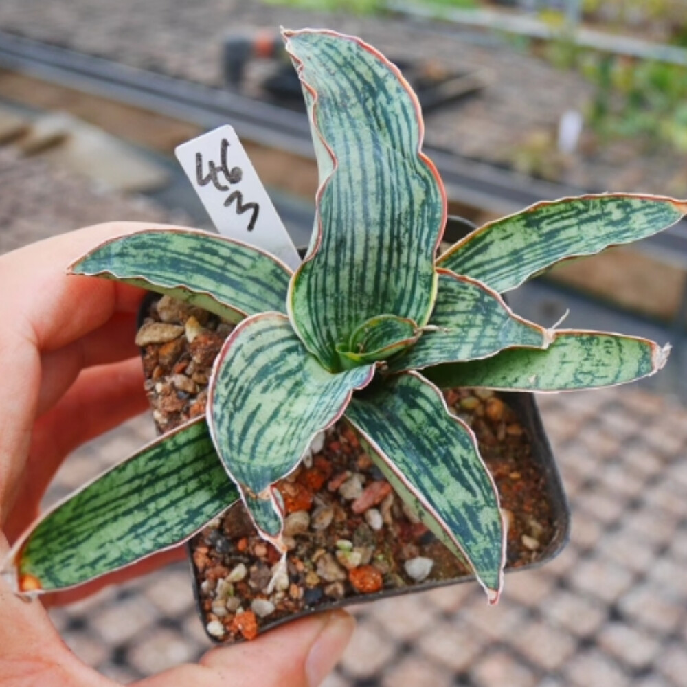 6-8cm Sansevieria Egyptian Queen