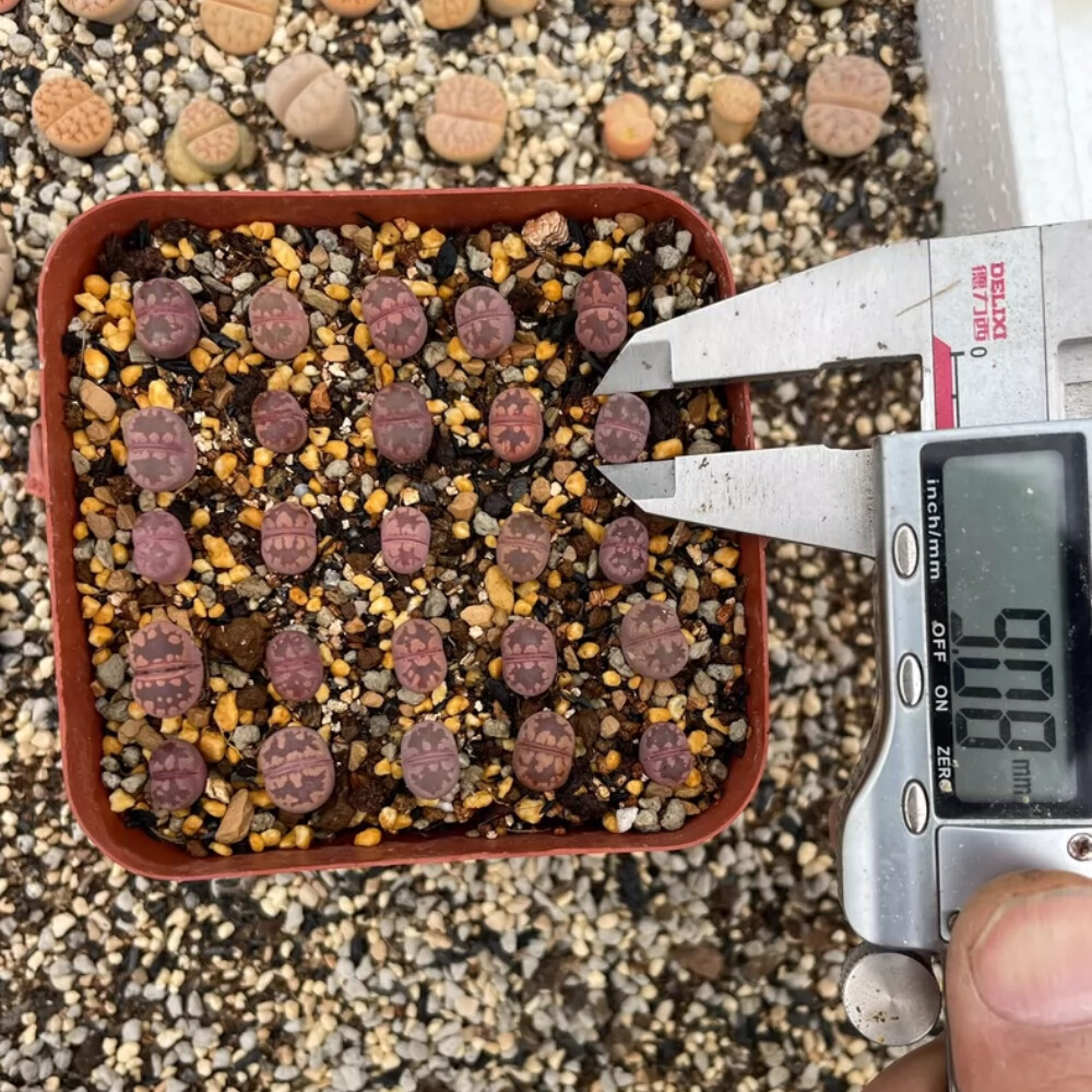 0.5-1cm 3PCS Lithops Otzeniana Ne Purple