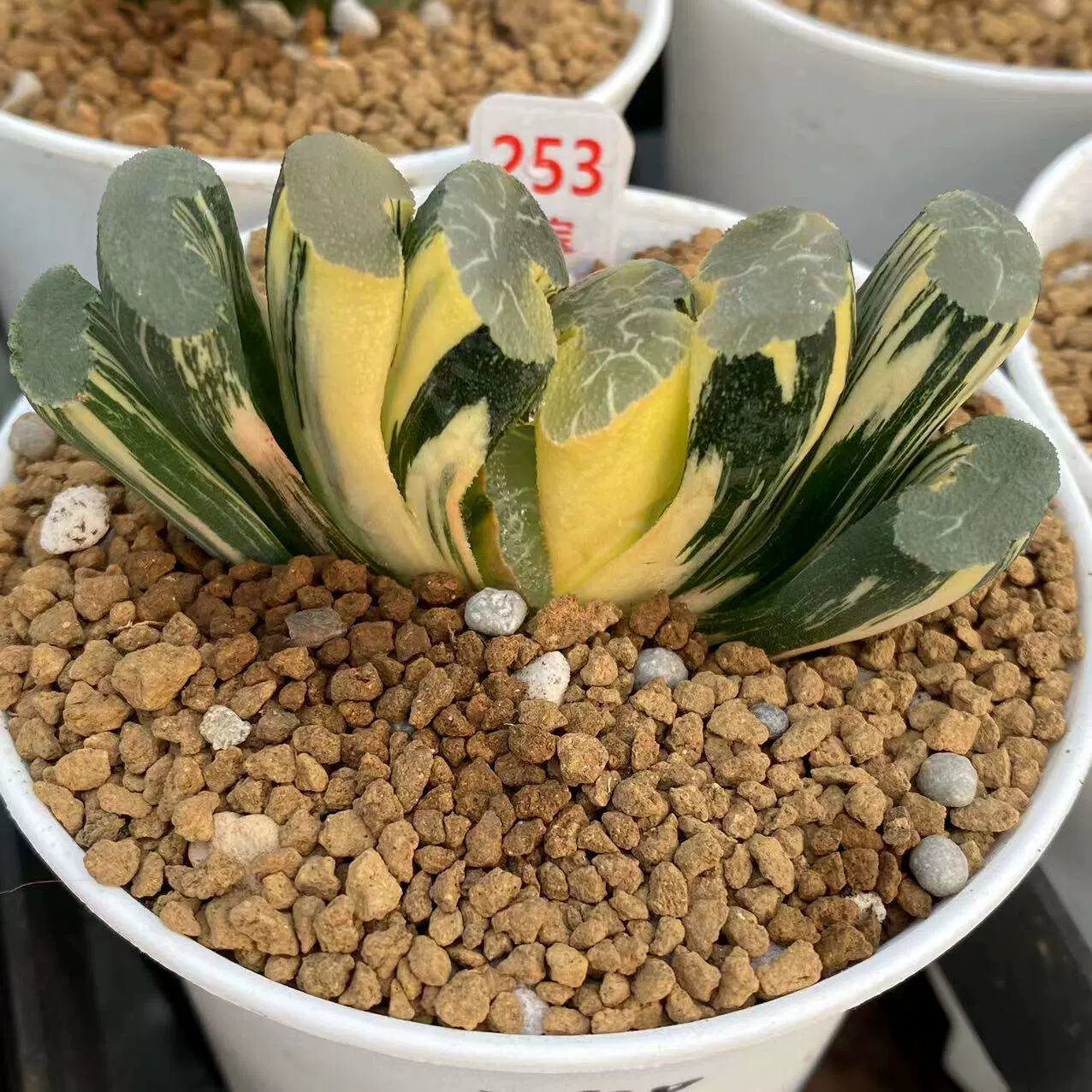 5-6cm Haworthia Truncata Onawa Variegated