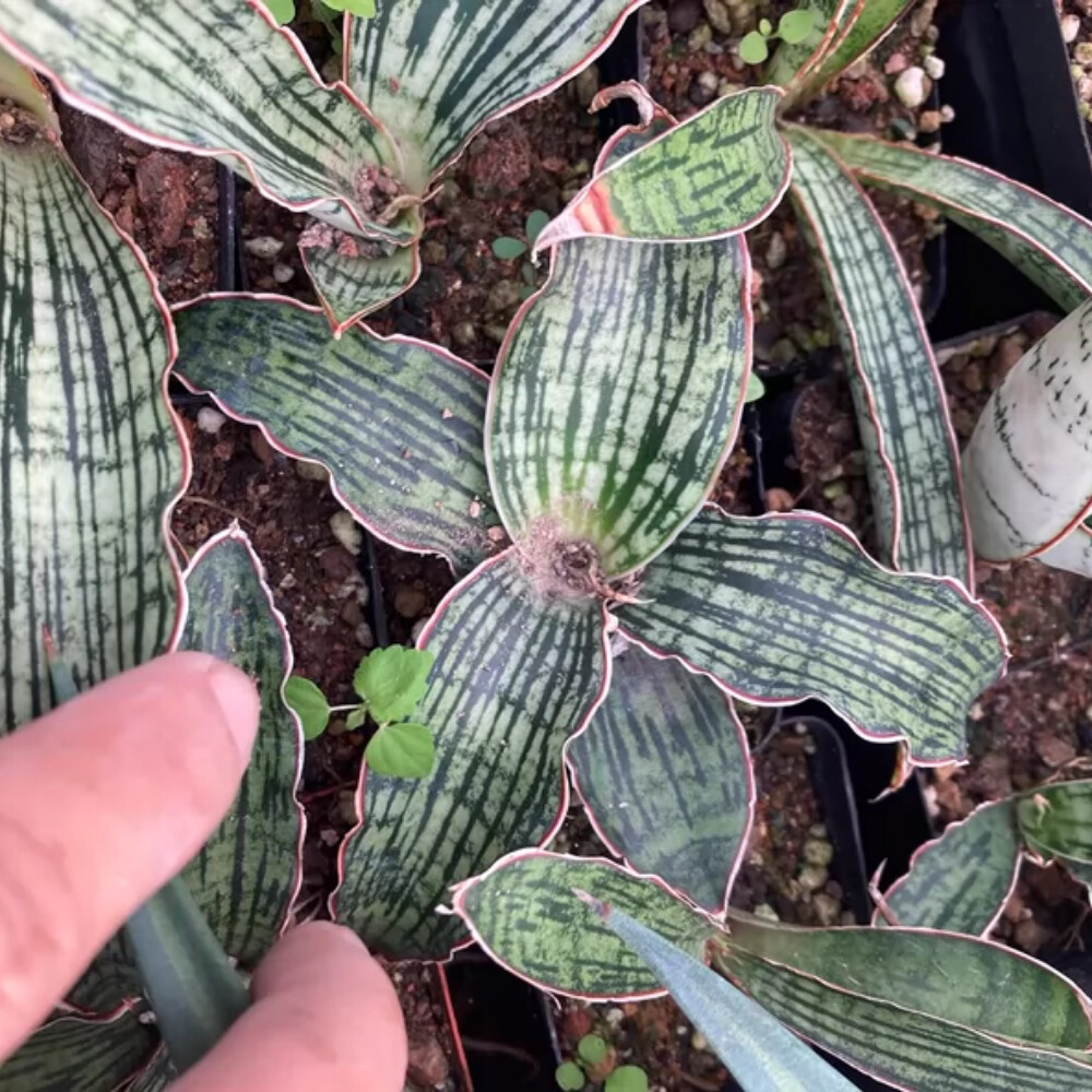 6-8cm Sansevieria Egyptian Queen