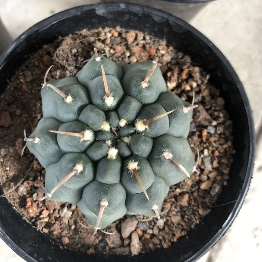 3-4cm Gymnocalycium Vatteri