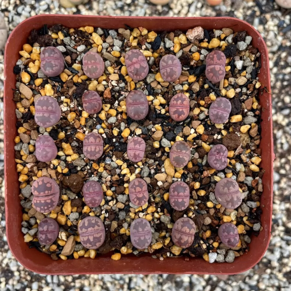 0.5-1cm 3PCS Lithops Otzeniana Ne Purple