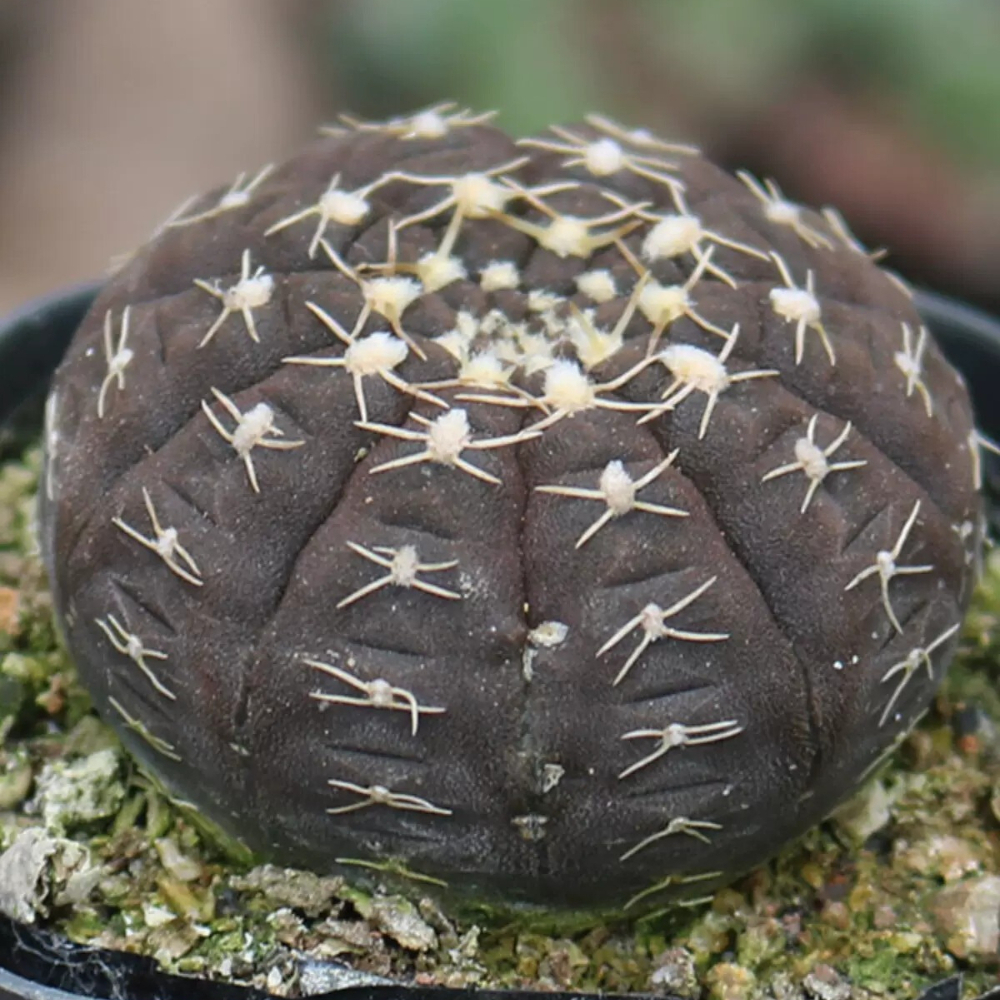 3-4cm 1PCS Gymnocalycium Ragonesei