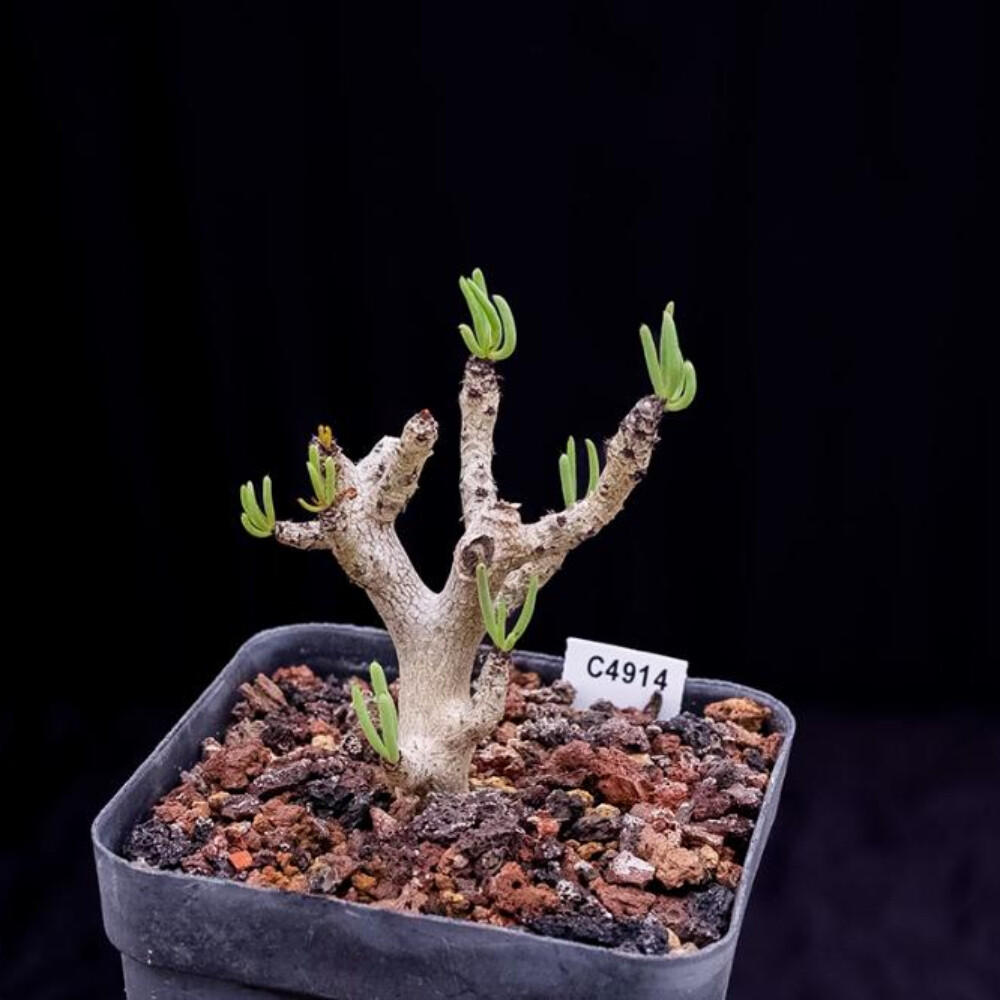 8CM 1PCS Sansevieria Pinguicula