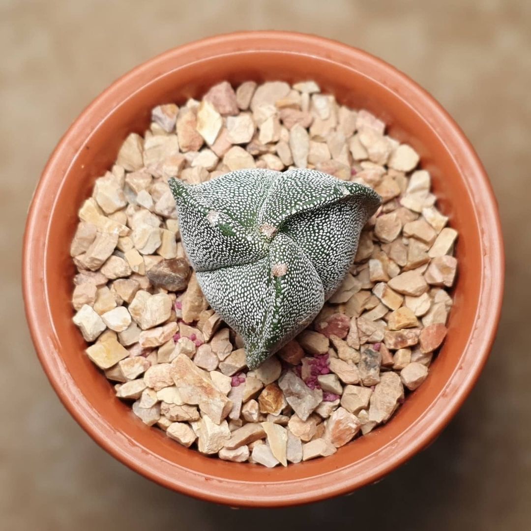 2.5-3cm Astrophytum Asterias