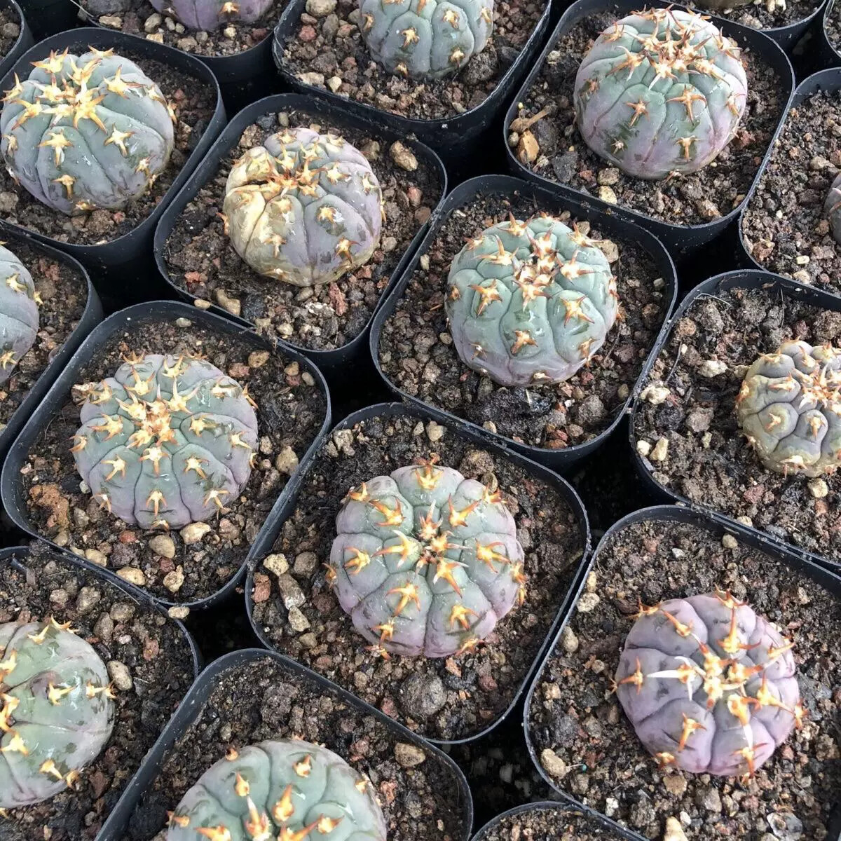 3-4cm Gymnocalycium Unguispinum
