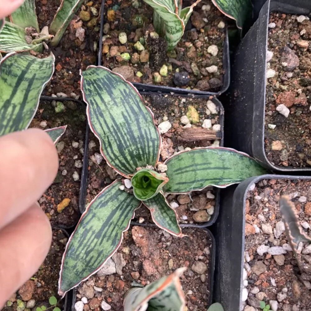 6-8cm Sansevieria Egyptian Queen