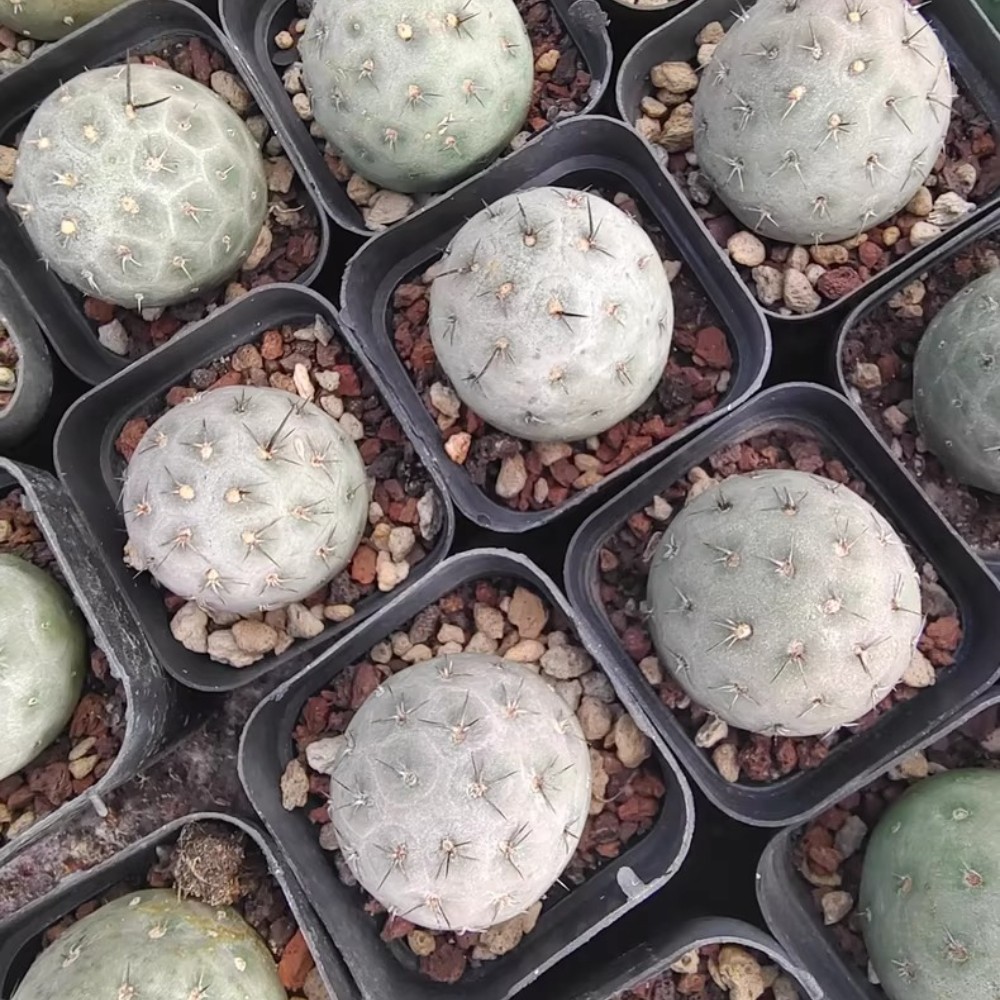 4cm Single Head Tephrocactus