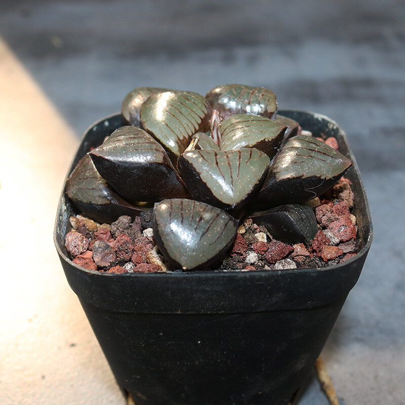 5cm Haworthia Cooperi Riyuetan Pool