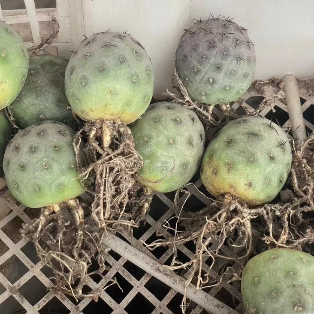 4cm Single Head Tephrocactus