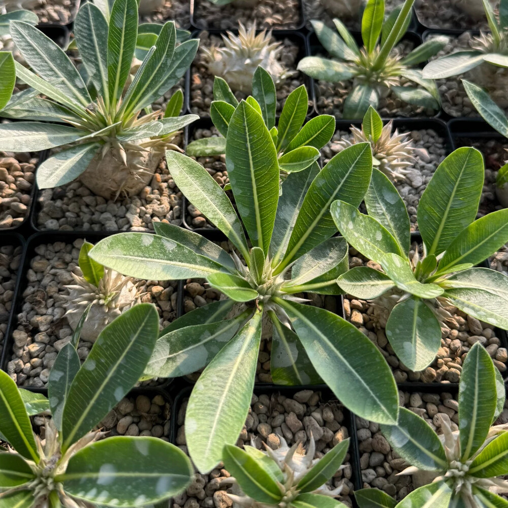 3.5-4cm Elephantopus scaber