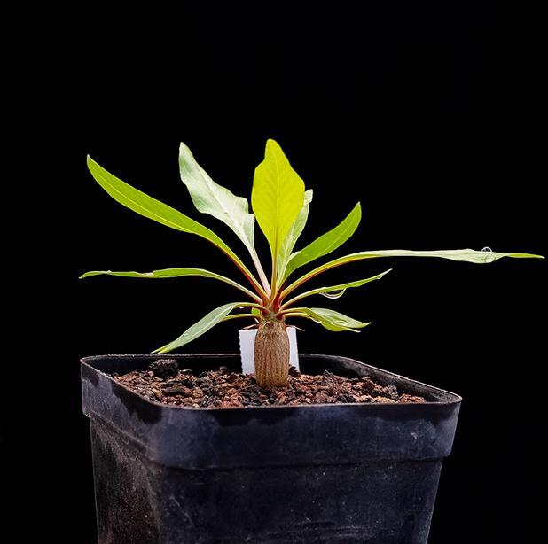 1.6-2cm Fouquieria Leonilae