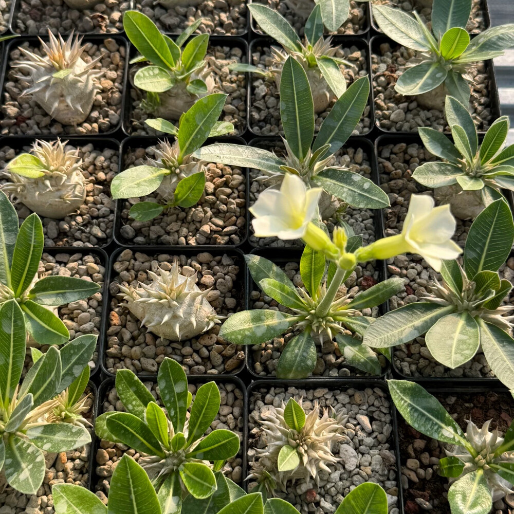 3.5-4cm Elephantopus scaber