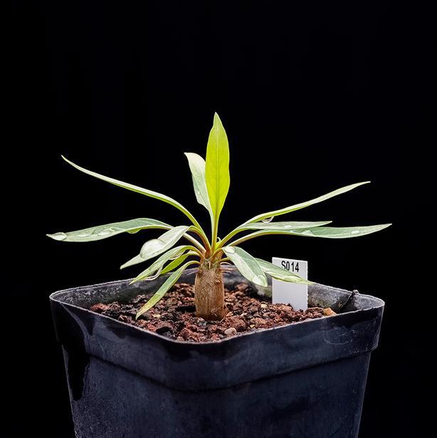 1.6-2cm Fouquieria Leonilae