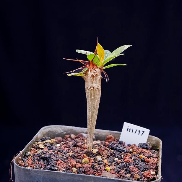 1-1.5cm Fouquieria Ochoterenae