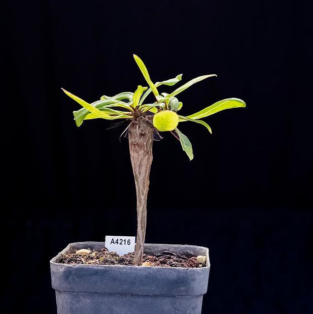 1-1.5cm Fouquieria Ochoterenae