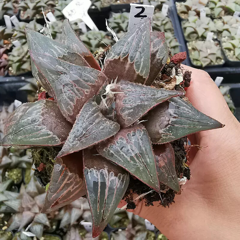 6-7cm Haworthia Mirabilis Var. Badia