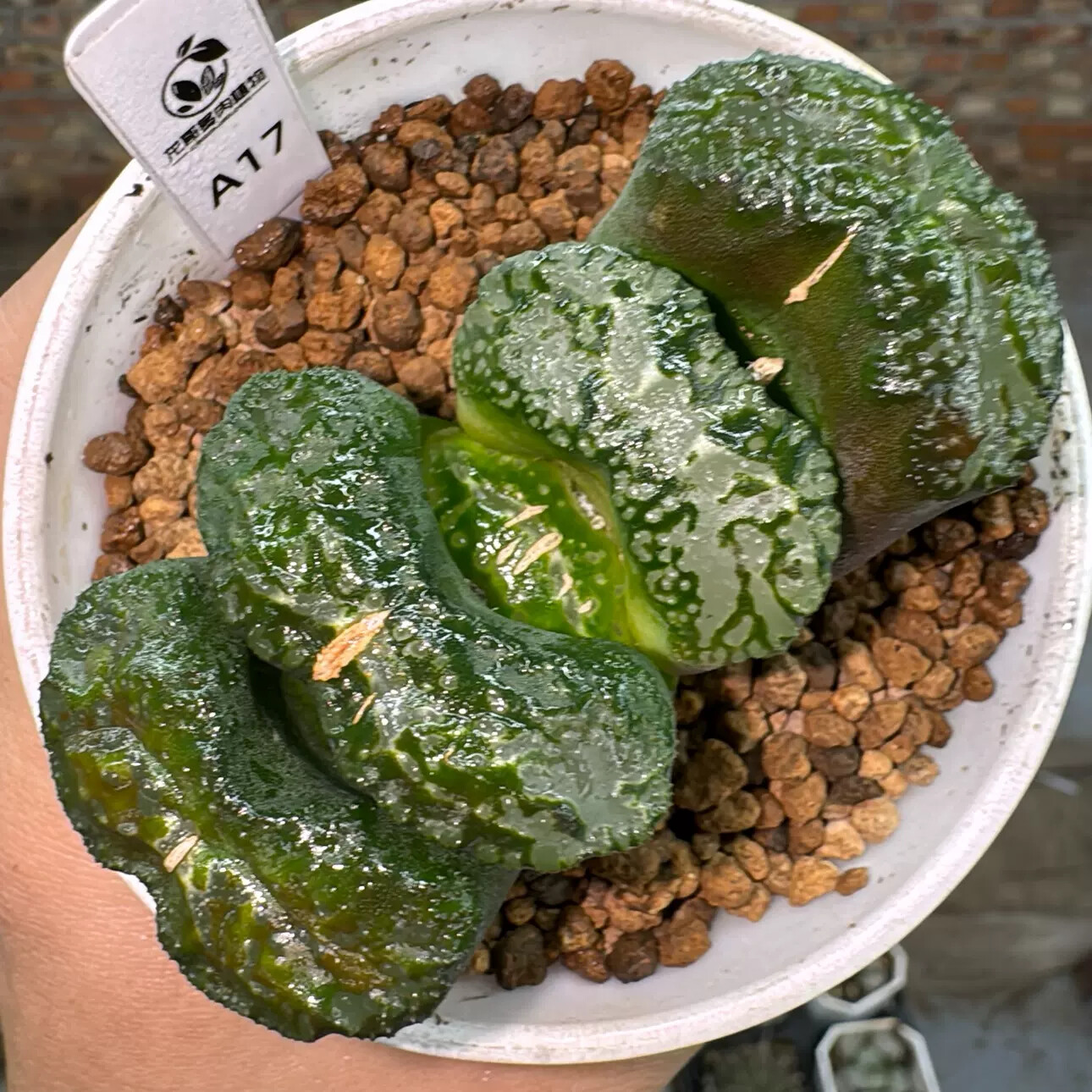 6-7cm Haworthia Daikoku Truncata