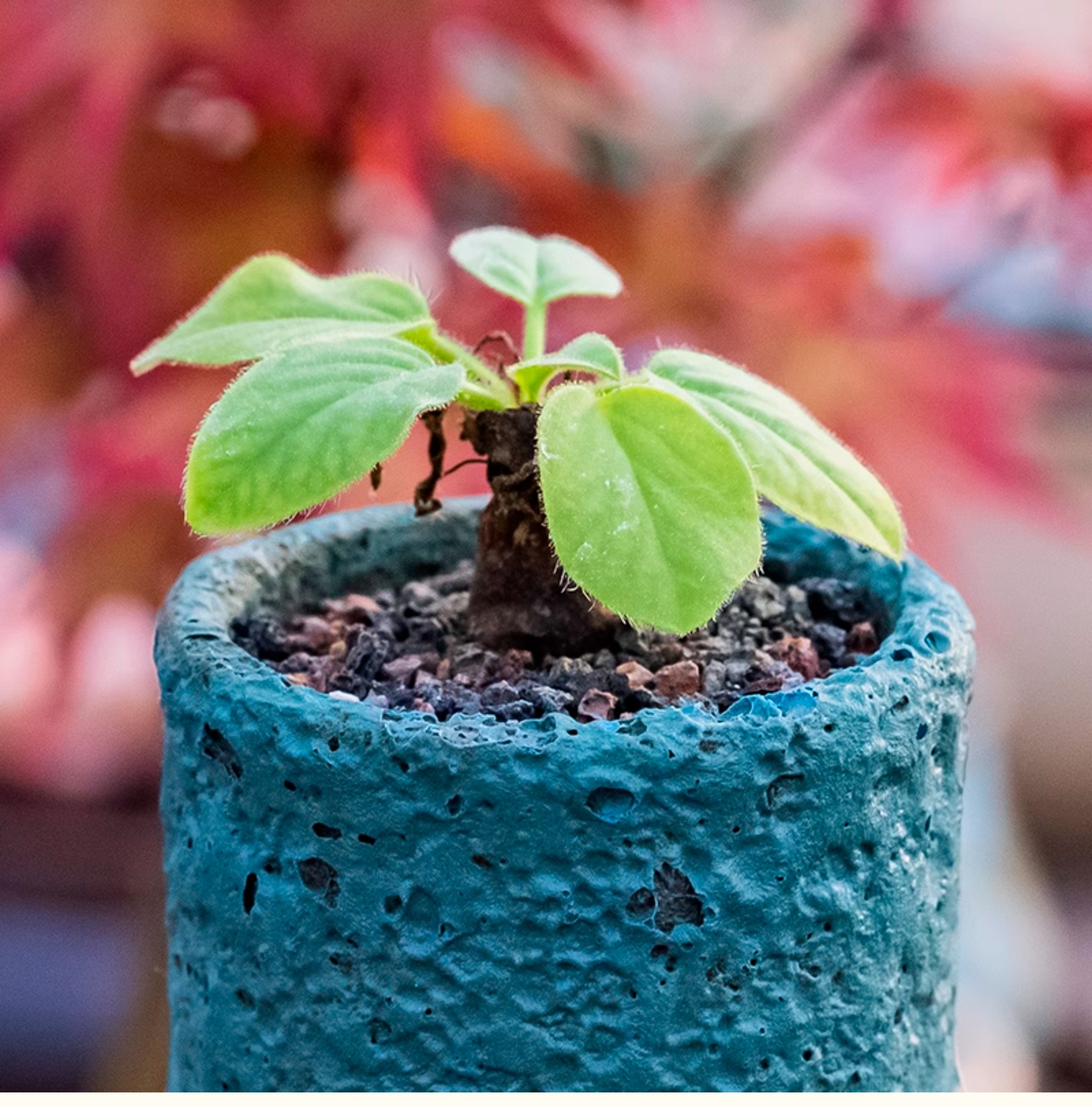 1.5-2CM Pelargonium Campestre
