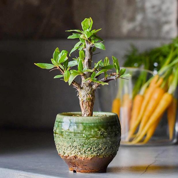 1-1.5cm Fouquieria Ochoterenae