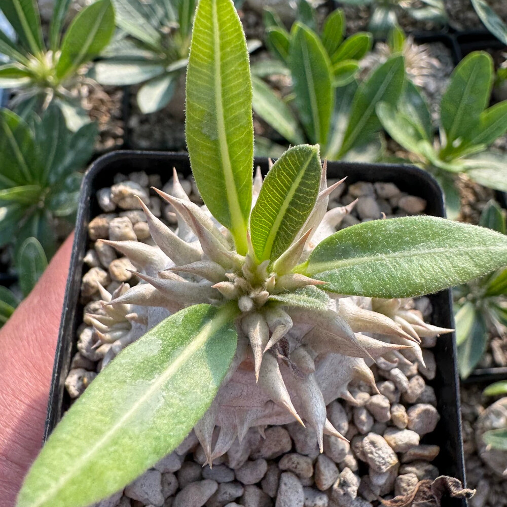 3.5-4cm Elephantopus scaber