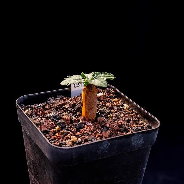 1.5-2CM Pelargonium Campestre