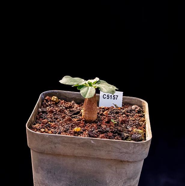 1.5-2CM Pelargonium Campestre