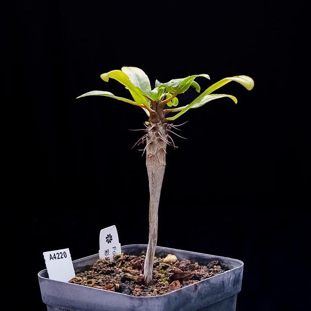 1-1.5cm Fouquieria Ochoterenae