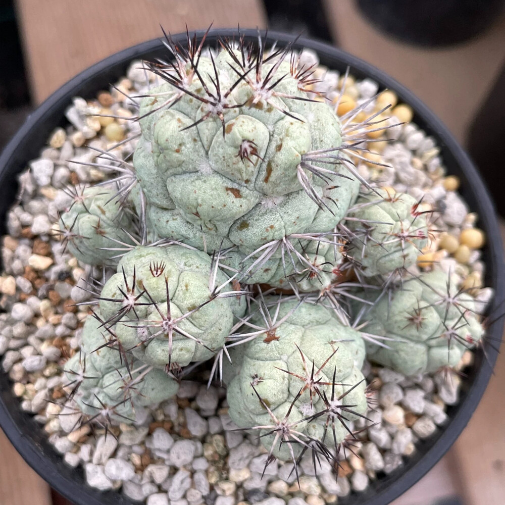5-6cm Multiple Heads Ortegocactus Macdougallii