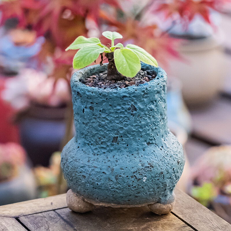 1.5-2CM Pelargonium Campestre