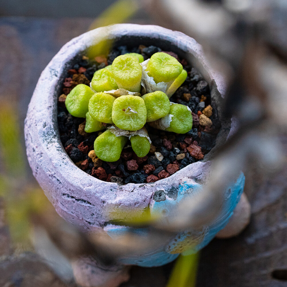 3CM Multiple Heads Aizoaceae Conophytum ectypum Little Red Mouth