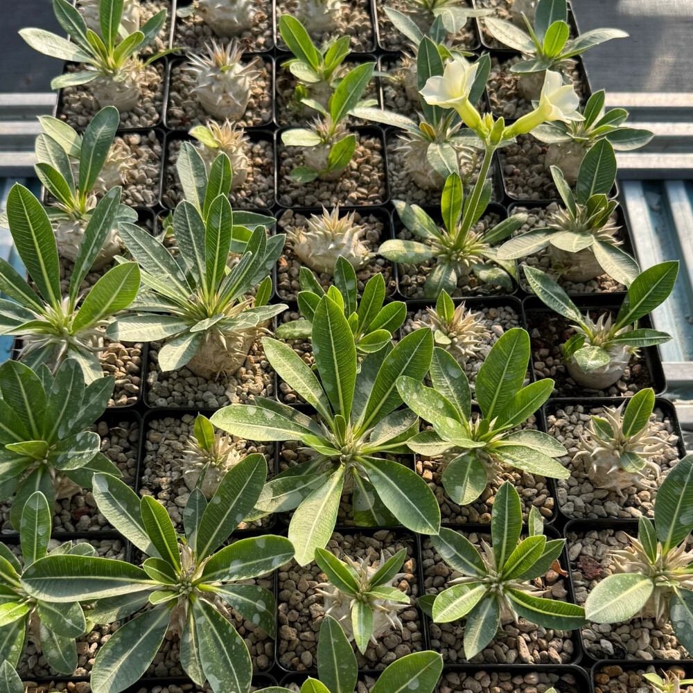 3.5-4cm Elephantopus scaber