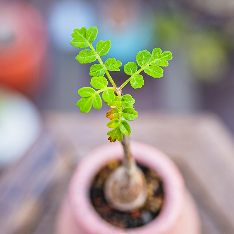 1.5-2cm Pachycormus Discolor