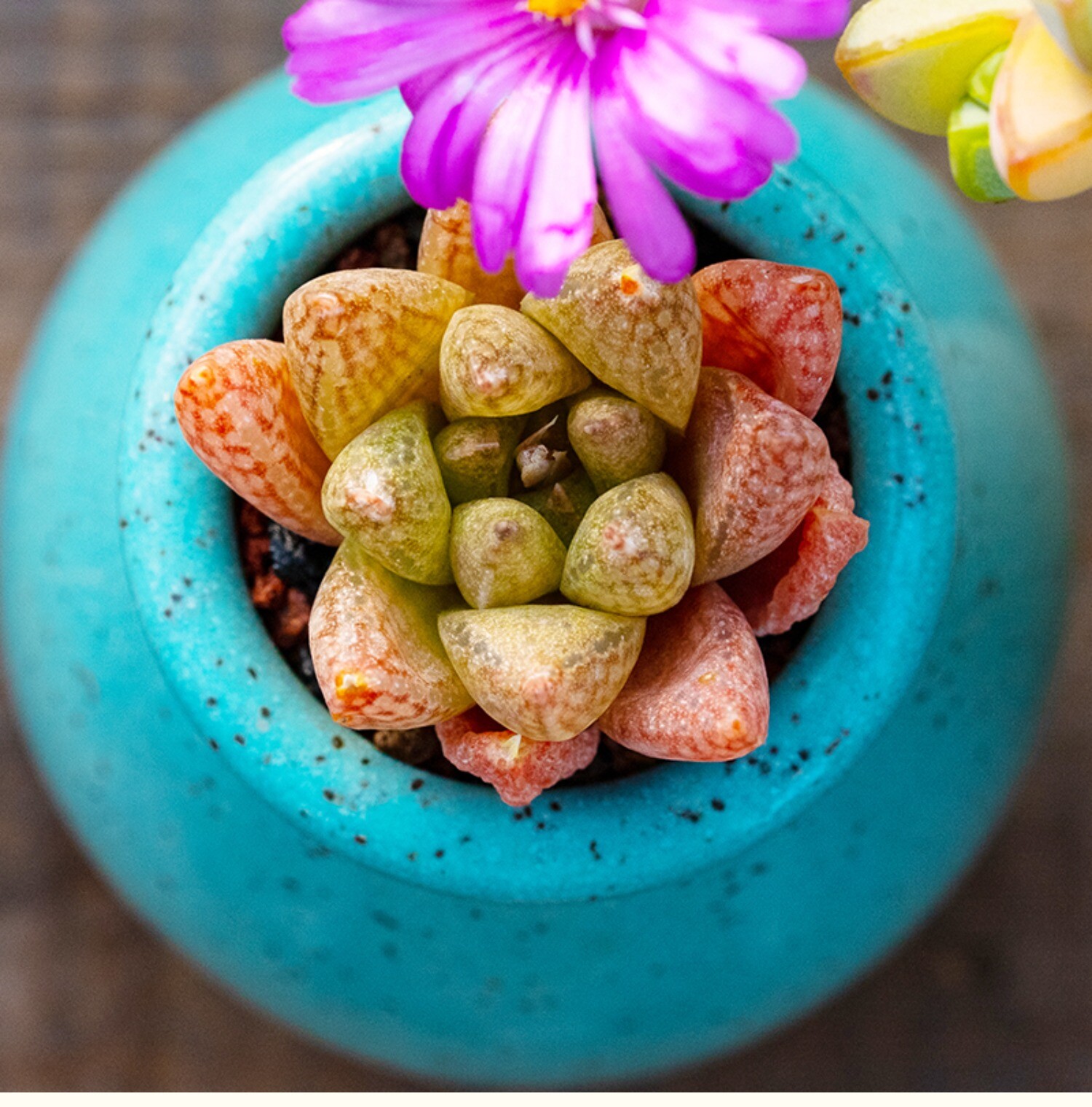 3-4CM Haworthia hurlingii